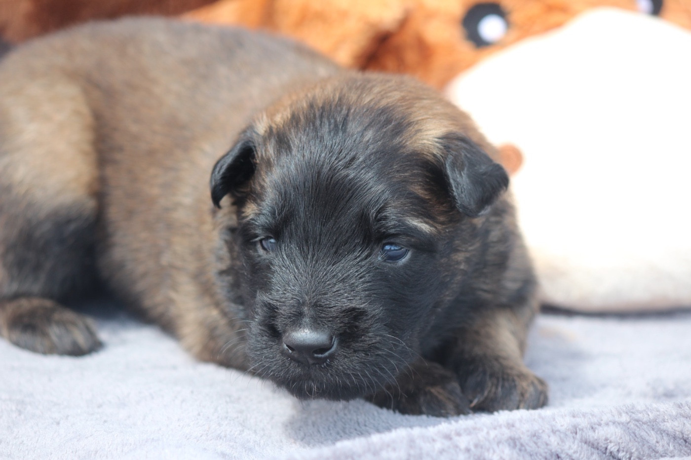 De La Combe Des Bergers - Chiots disponibles - Berger Belge