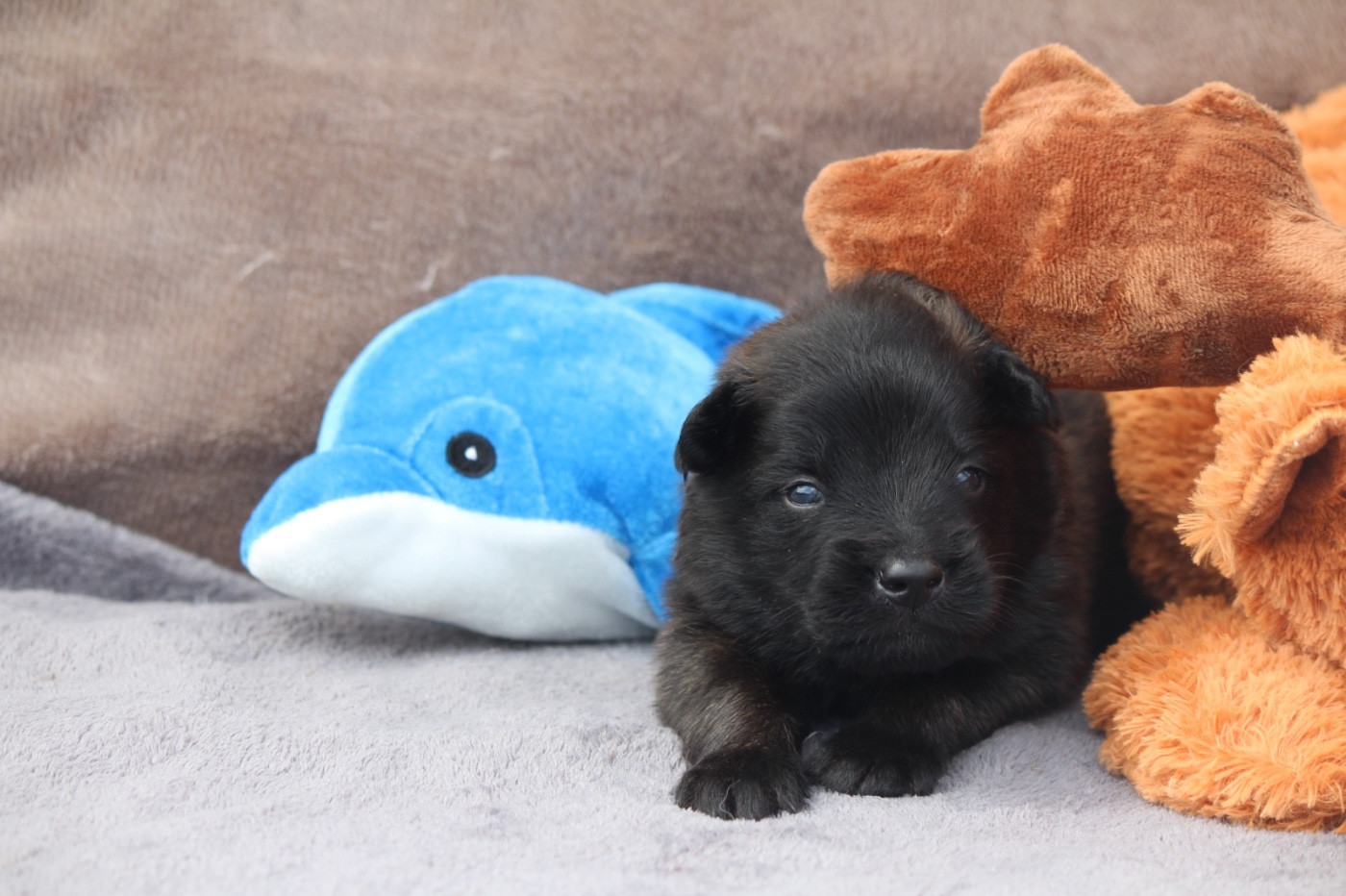 De La Combe Des Bergers - Chiots disponibles - Berger Belge