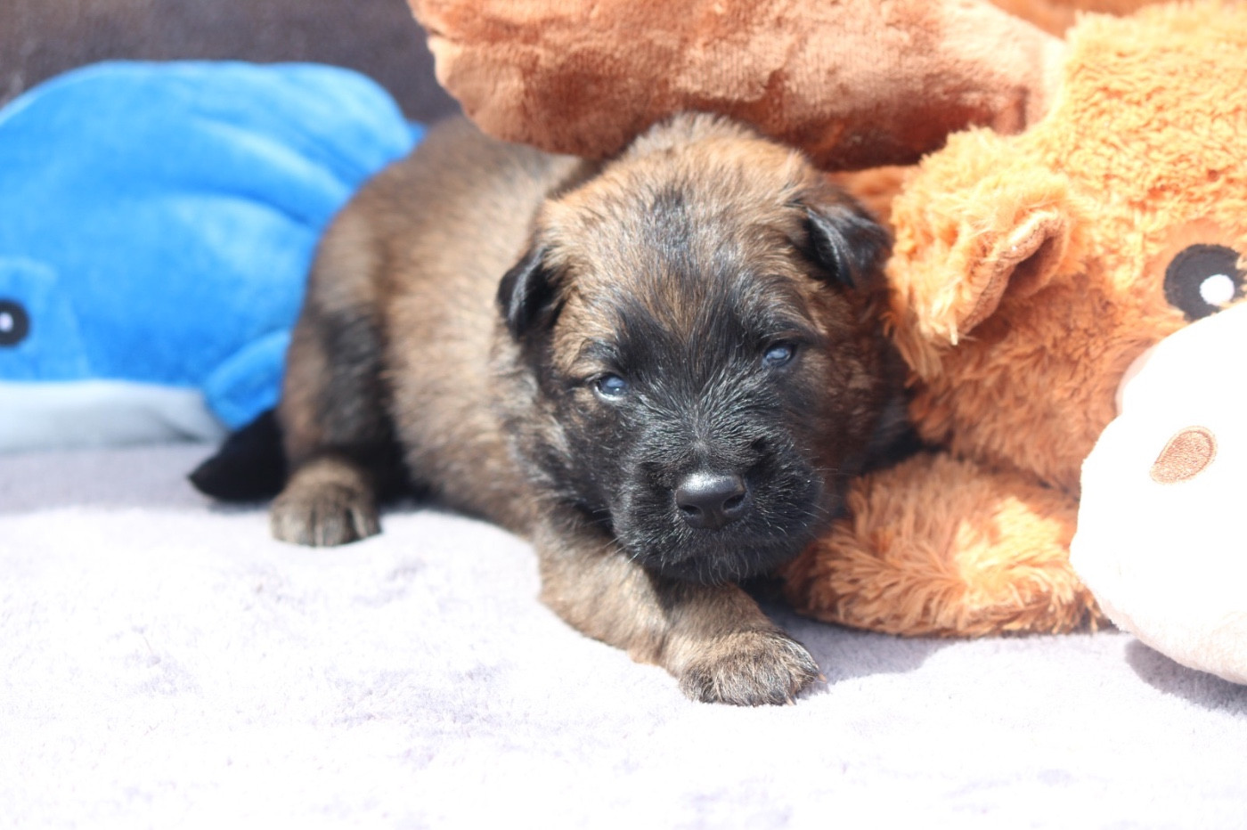 De La Combe Des Bergers - Chiots disponibles - Berger Belge