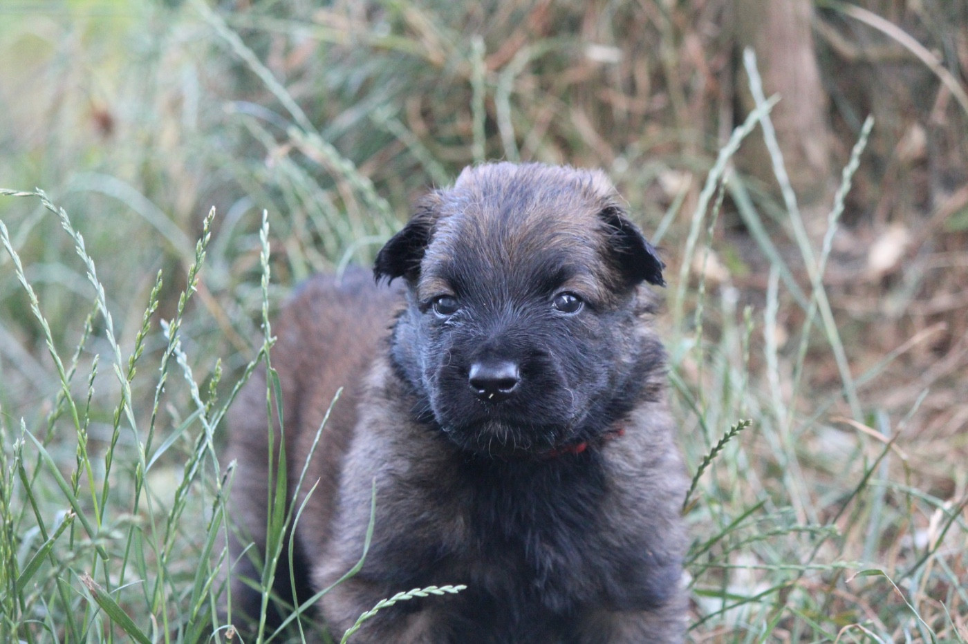 De La Combe Des Bergers - Chiots disponibles - Berger Belge
