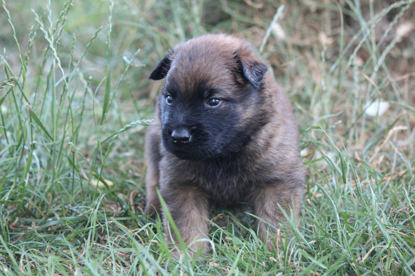 De La Combe Des Bergers - Chiots disponibles - Berger Belge