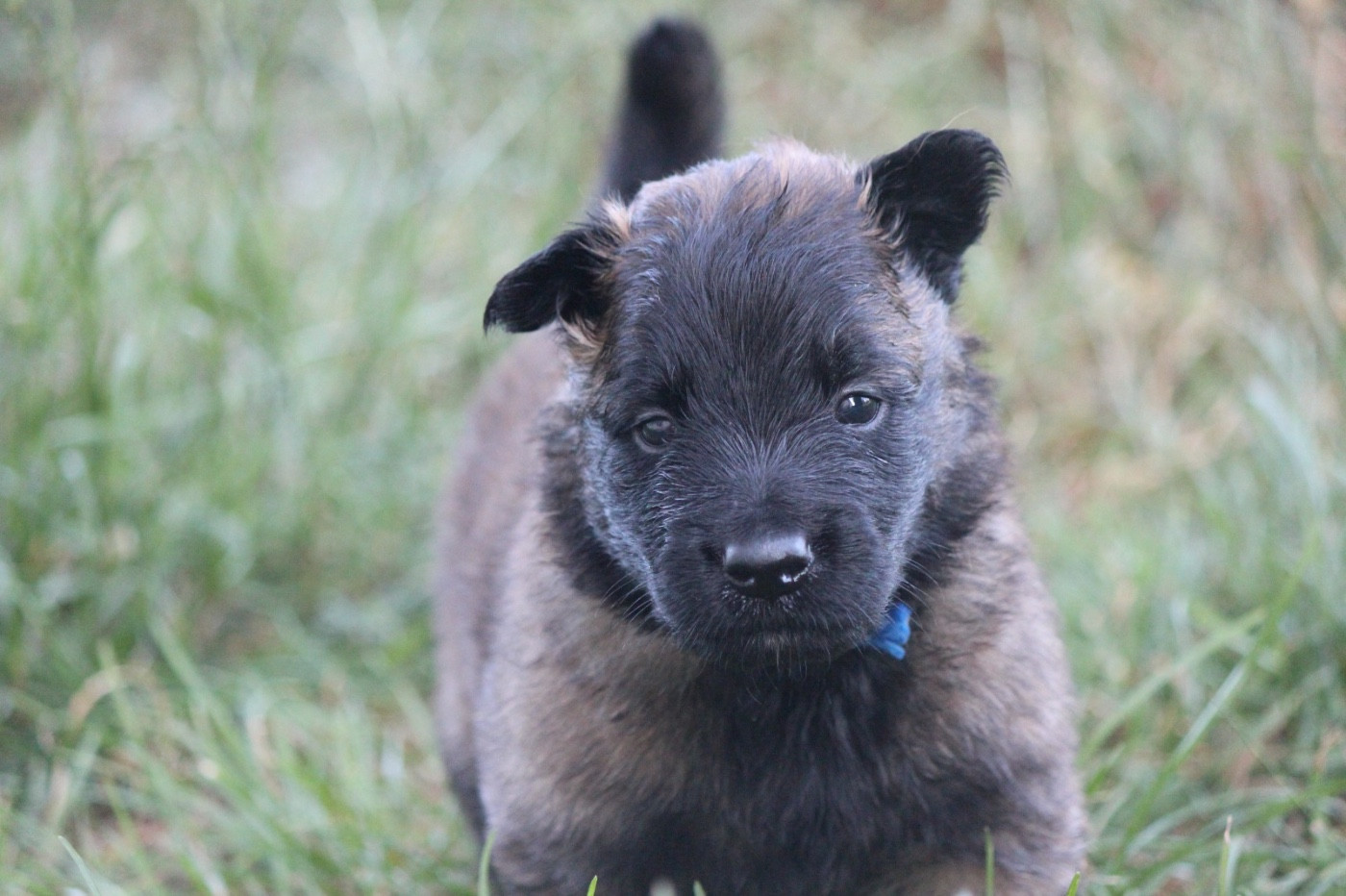 De La Combe Des Bergers - Chiots disponibles - Berger Belge