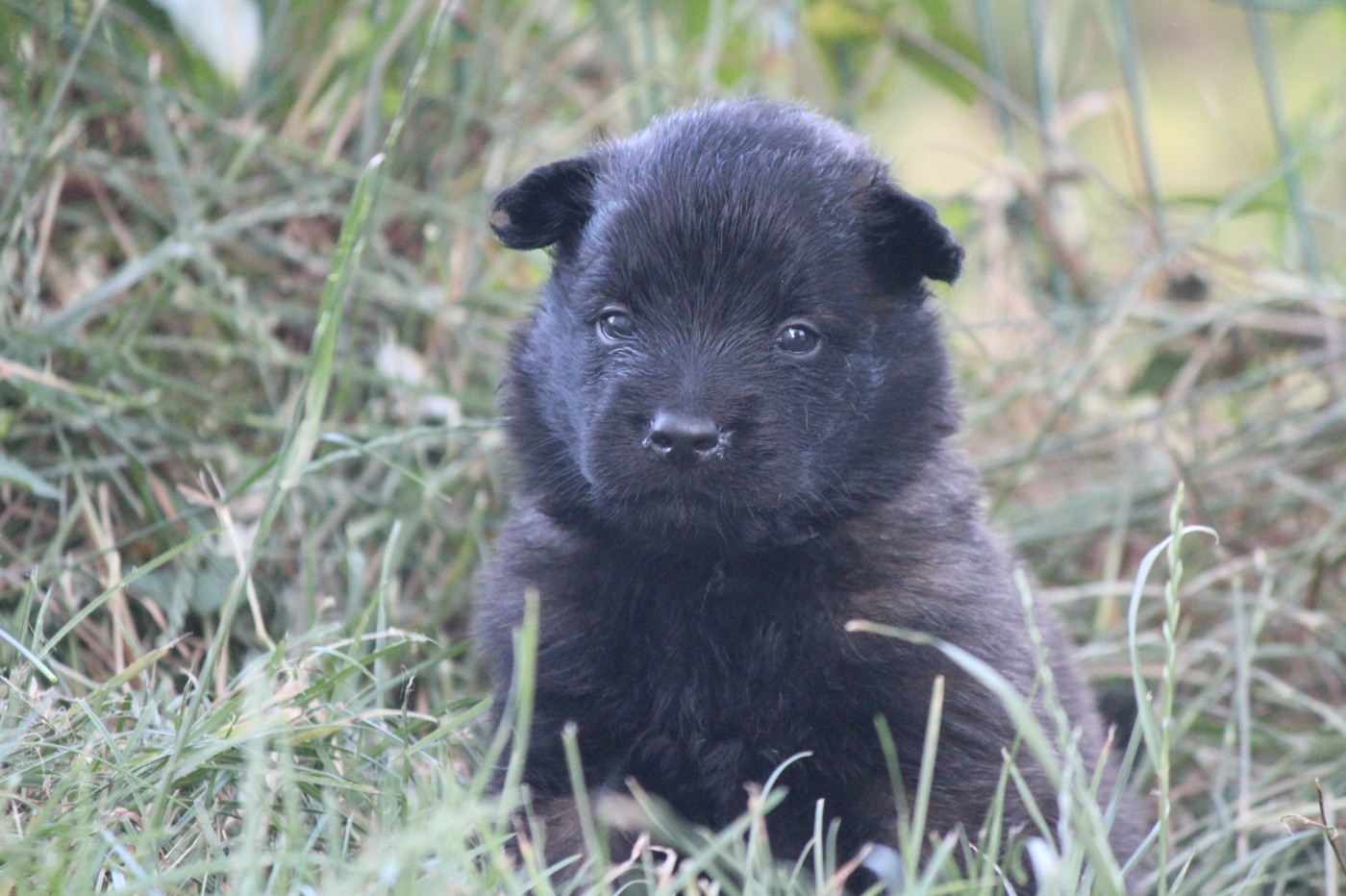 De La Combe Des Bergers - Chiots disponibles - Berger Belge