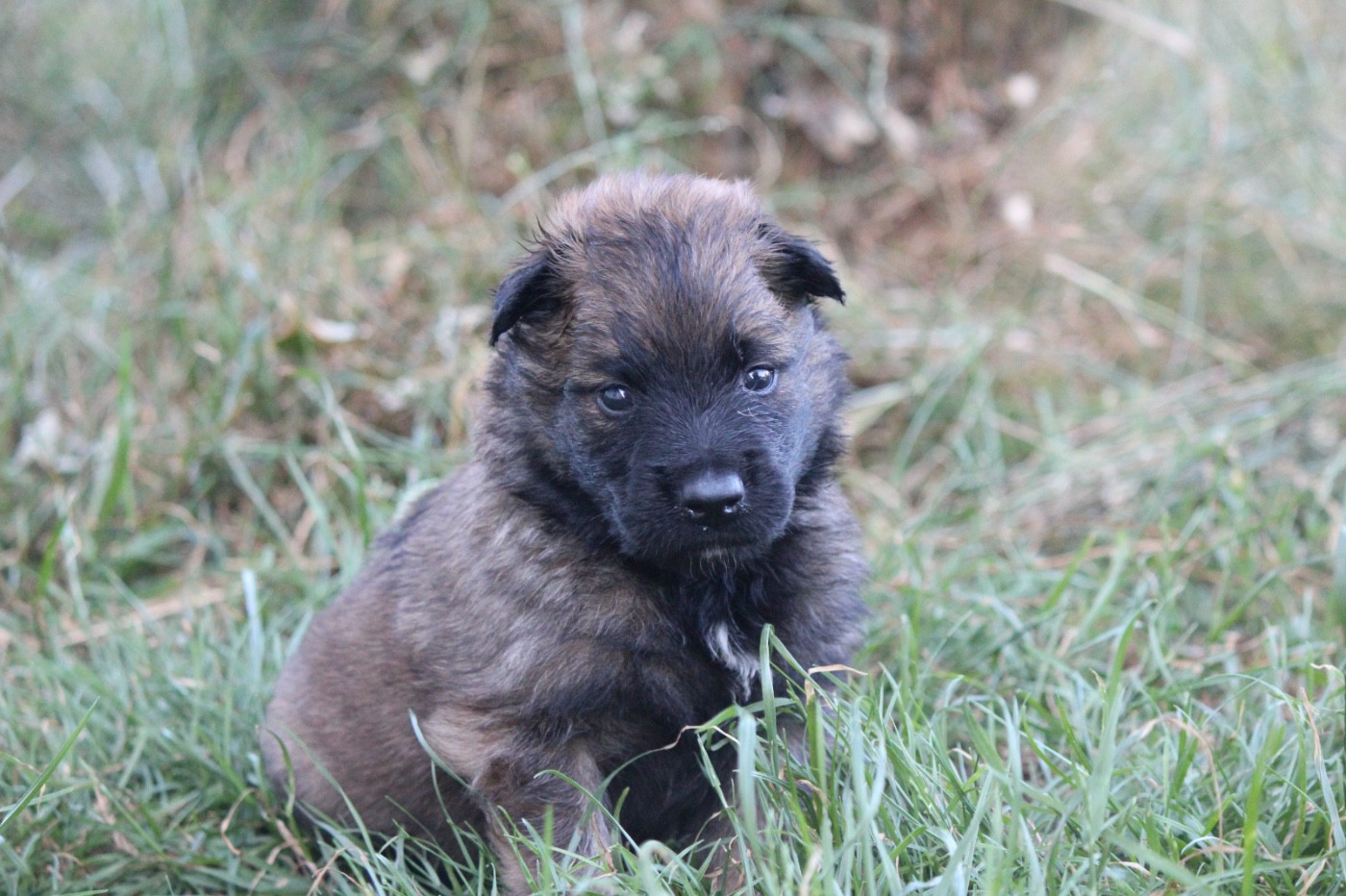 De La Combe Des Bergers - Chiots disponibles - Berger Belge