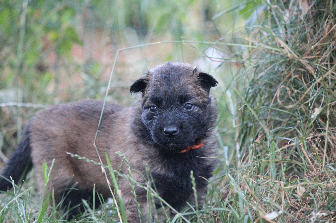 De La Combe Des Bergers - Chiots disponibles - Berger Belge