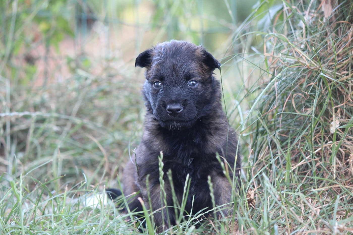 De La Combe Des Bergers - Chiots disponibles - Berger Belge