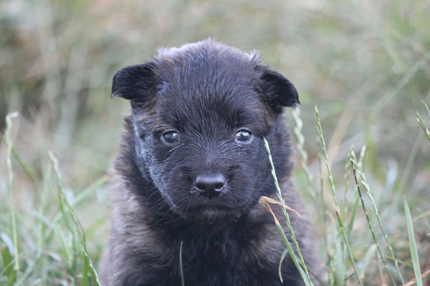 De La Combe Des Bergers - Chiots disponibles - Berger Belge