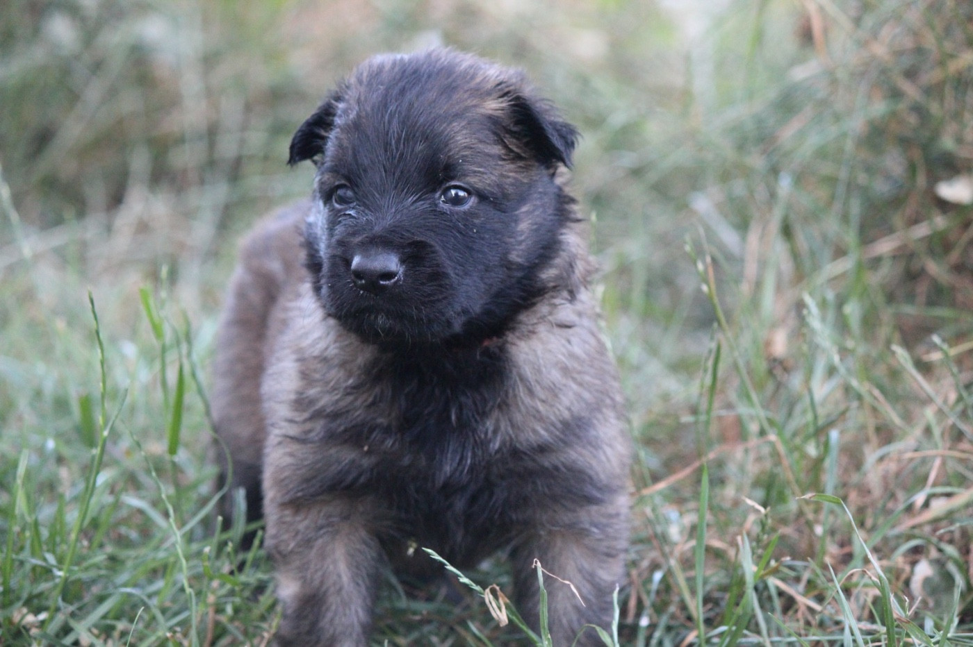 De La Combe Des Bergers - Chiots disponibles - Berger Belge