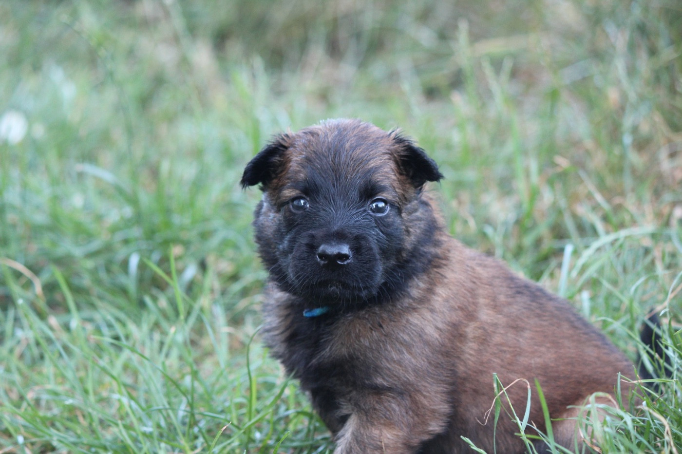 De La Combe Des Bergers - Chiots disponibles - Berger Belge