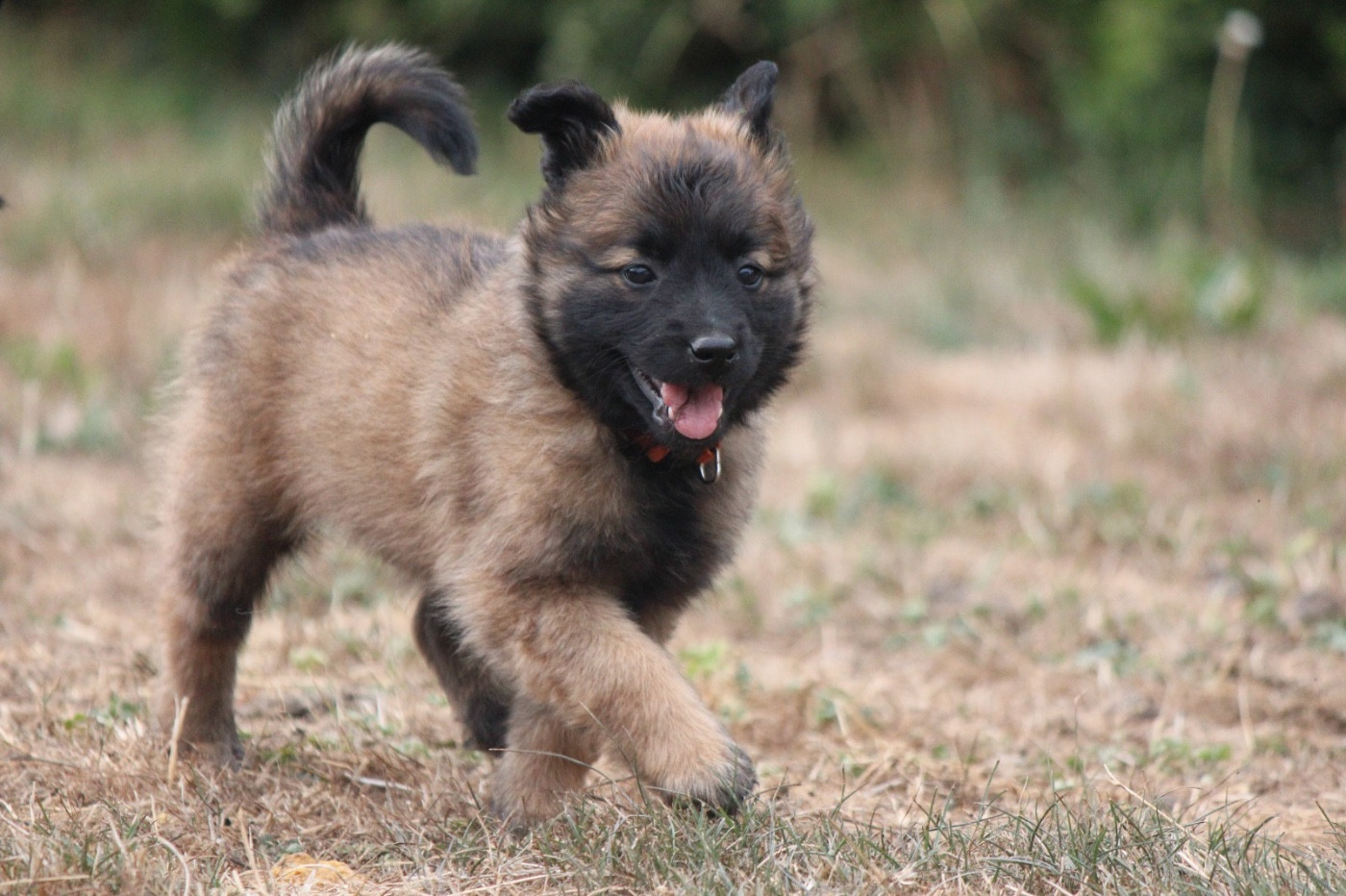 De La Combe Des Bergers - Chiots disponibles - Berger Belge