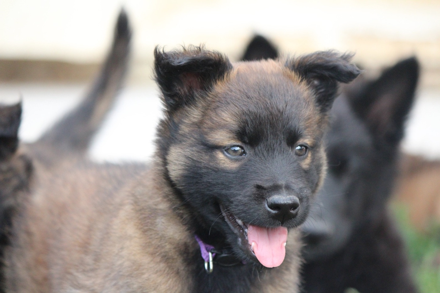 De La Combe Des Bergers - Chiots disponibles - Berger Belge