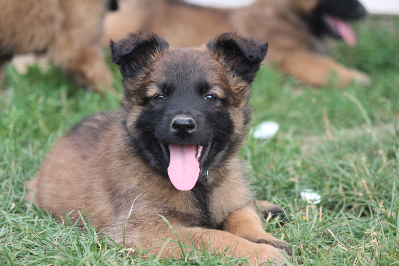 De La Combe Des Bergers - Chiots disponibles - Berger Belge