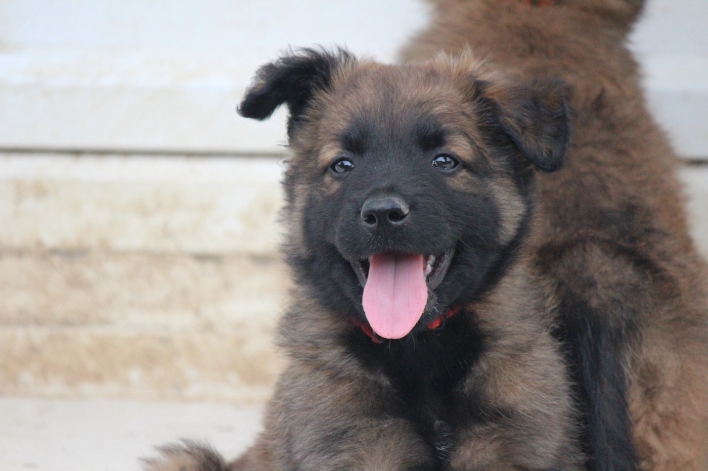 De La Combe Des Bergers - Chiots disponibles - Berger Belge
