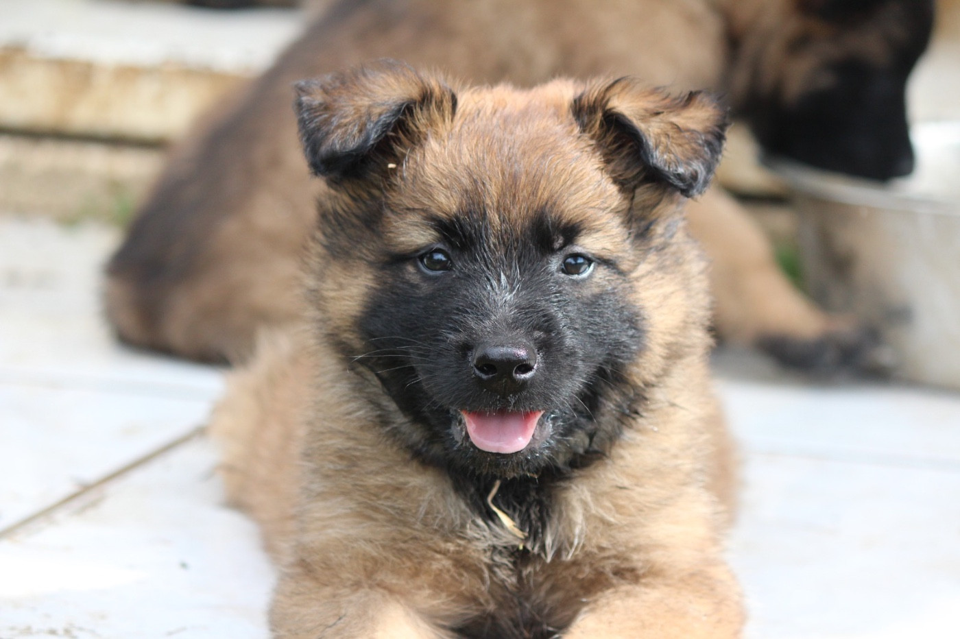 De La Combe Des Bergers - Chiots disponibles - Berger Belge