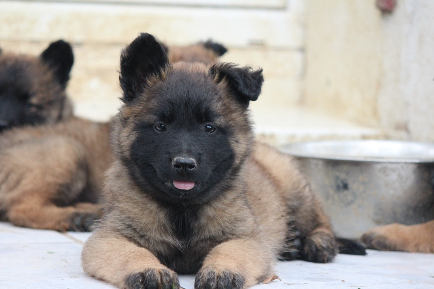 De La Combe Des Bergers - Chiots disponibles - Berger Belge