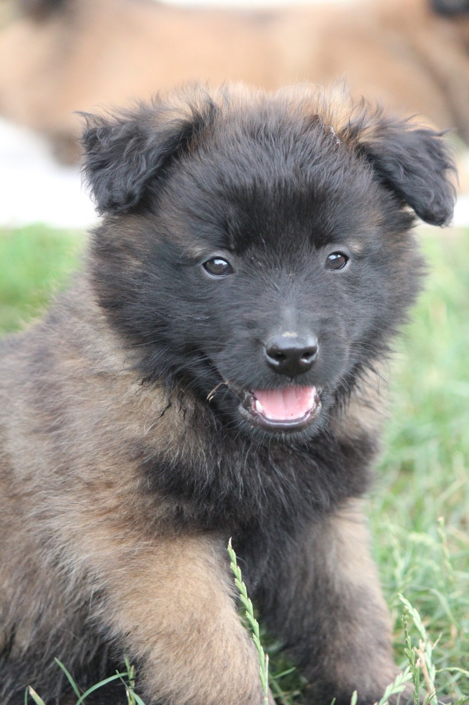 De La Combe Des Bergers - Chiots disponibles - Berger Belge