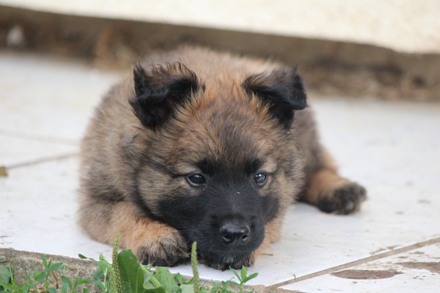 De La Combe Des Bergers - Chiots disponibles - Berger Belge