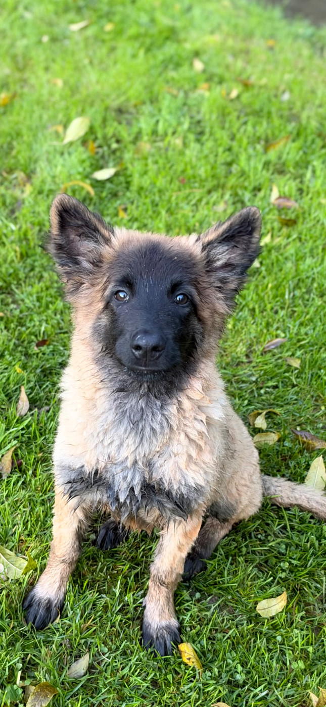 De La Combe Des Bergers - Chiots disponibles - Berger Belge