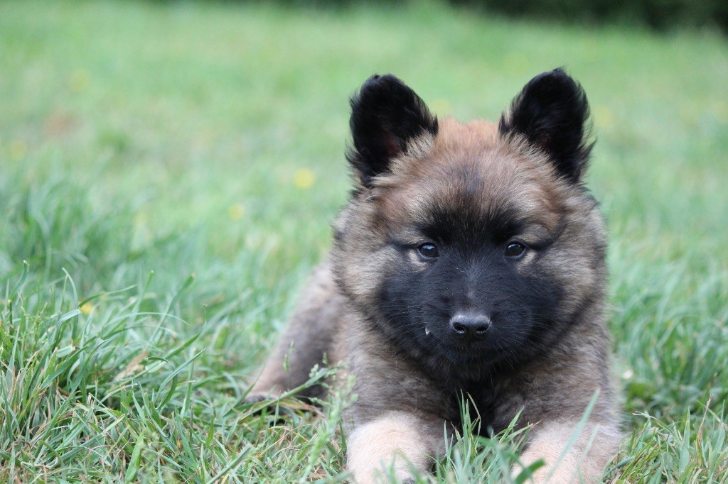 De La Combe Des Bergers - Chiots disponibles - Berger Belge