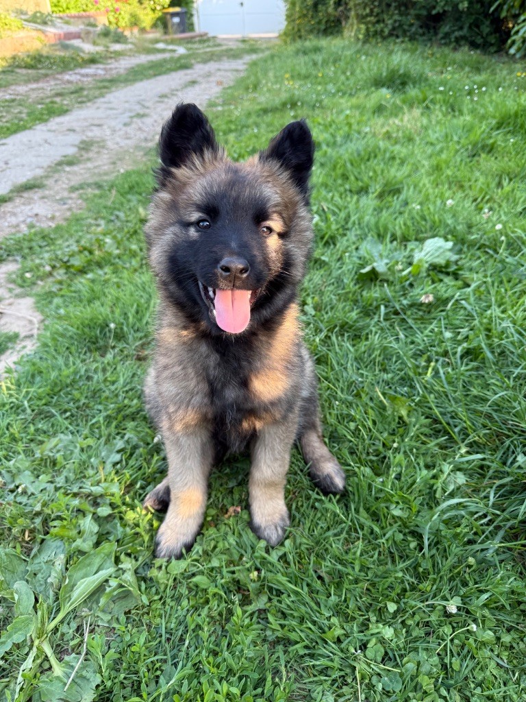 De La Combe Des Bergers - Chiots disponibles - Berger Belge