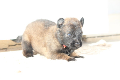 Femelle collier rouge