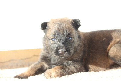 Femelle collier rose