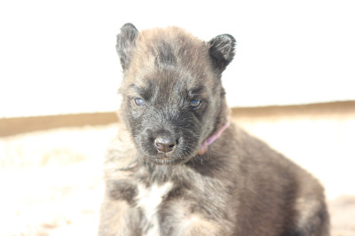 Femelle collier violet