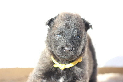 Femelle collier jaune