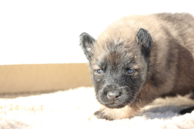 Mâle collier Marron