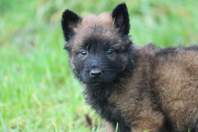 Femelle collier rose