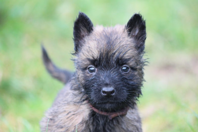 Femelle collier violet