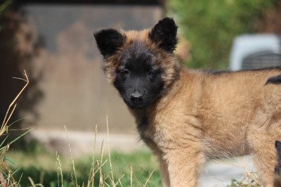 BAIKO